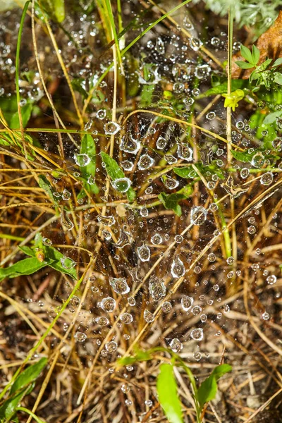 Drops Net Macro Photo Abstract Spring Background Dew Drops Clean — Stock Photo, Image