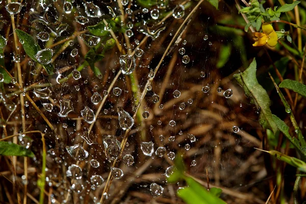 Abstrakte Verschwommene Hintergründe Regentropfen Netz Makrofoto Abstrakter Natürlicher Hintergrund Brauntönen — Stockfoto