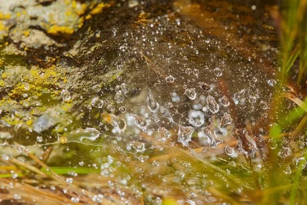 Résumé Fond Flou Gouttes Eau Pluie Spider Web Stones Fond — Photo