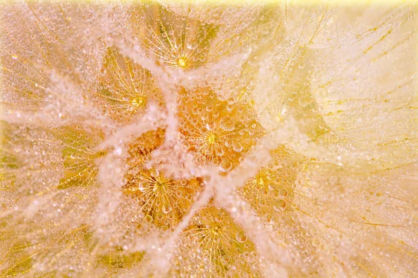 Κοντινό Πλάνο Των Πικραλίδων Στη Δροσιά Θολή Παστέλ Κίτρινο Αφηρημένο — Φωτογραφία Αρχείου