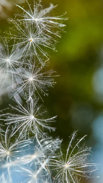 Fluffy Thistle Seeds Abstraktní Rozmazané Přírodní Pozadí Mléčné Bodláčí Nebo — Stock fotografie