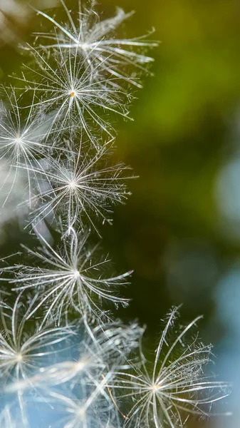 Fluffy Thistle Seeds Abstrakt Suddig Naturlig Bakgrund Mjölktistel Eller Silyb — Stockfoto