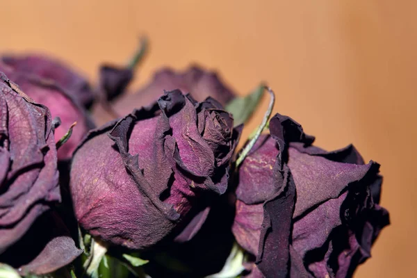 Rosas Secas Rosas Secas Con Área Texto Primer Plano Flores — Foto de Stock