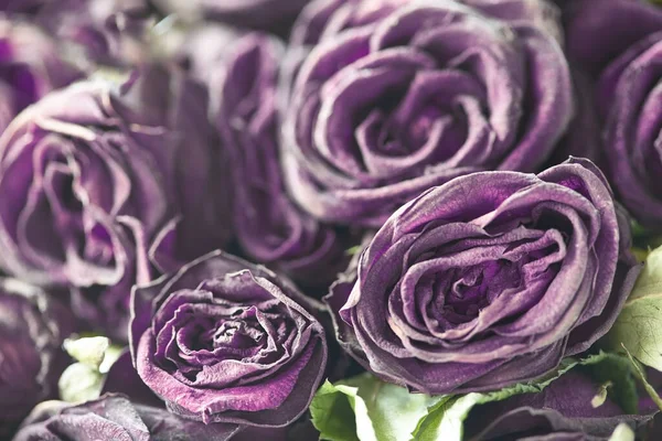 Květinové Pozadí Vadlé Růže Sušené Růže Rozmazané Květinové Pozadí Fialové — Stock fotografie