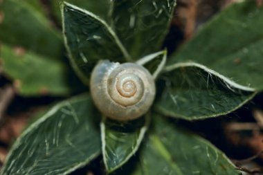 Salyangoz kabuğunun bulanık arkaplanı. Çimlerin üzerinde çivi kabuğu. Arka planda bulanık salyangoz sarmaşığı kabuğu. Seçici odak.