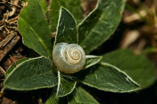 잔디에 껍질을 껍데기 Helix Pomatia 배경에 배경에 달팽이의 — 스톡 사진