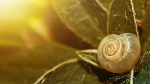 매크로에 달팽이입니다 부드럽게 초점을 맞춥니다 자연의 달팽이 껍질은 황금빛 야만족의 — 스톡 사진
