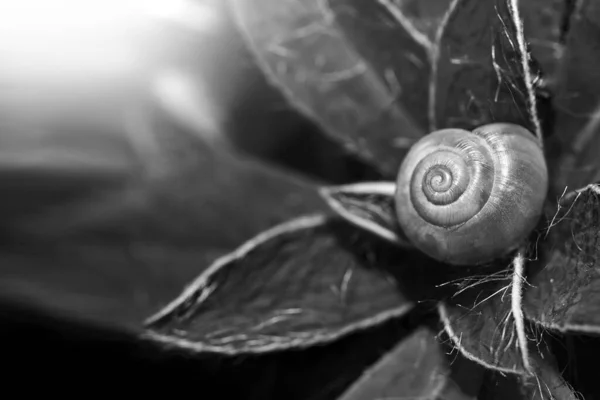叶上的蜗牛壳 自然界中的白蜗牛 黑白摄影 抽象的自然背景 — 图库照片
