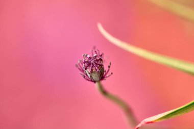 Hassas doğal arka plan. Haşhaş kutusu. Seçici odaklanma. Pembe arka planda Macna çiçeği tomurcuğu. Bir kutu haşhaş. Güneş ışınlarında güzel bir yaratılış. Romantik nazik resim, metin için boş alan.