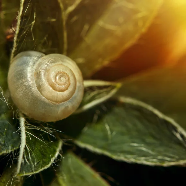 Shell Beautiful White Snail Green Leaves Φυσικό Φόντο Κέλυφος Σαλιγκαριού — Φωτογραφία Αρχείου