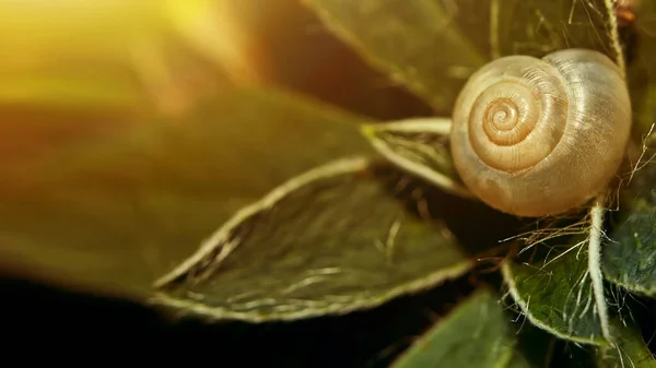 매크로에 달팽이입니다 부드럽게 초점을 맞춥니다 여름에는 황금빛 색조의 자연의 달팽이 — 스톡 사진