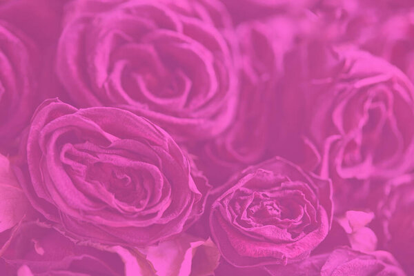 Blurred floral background. Pink background many roses.