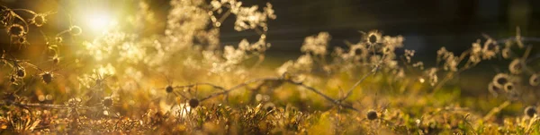 Blurred natural background. Nature panorama with copy space. Beautiful background with meadow grass.Natural background with a yellow accent.