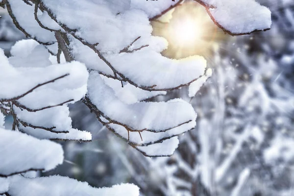 Winter Achtergrond Sneeuw Boomtakken Bomen Sneeuw Prachtig Winterlandschap — Stockfoto