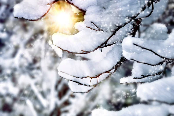 Winter Achtergrond Sneeuw Boomtakken Bomen Sneeuw Prachtige Winterlandschap Takken Close — Stockfoto
