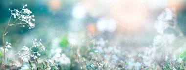 Mavi ve yeşil tonlarda yumuşak aksanlı pastel tonlarda bulanık doğal arka plan. İlkbaharda doğada yakın planda yabani çayır bitkilerinin beyaz kızılötesi görüntüsü. Hassas renkler, boşluğu kopyala