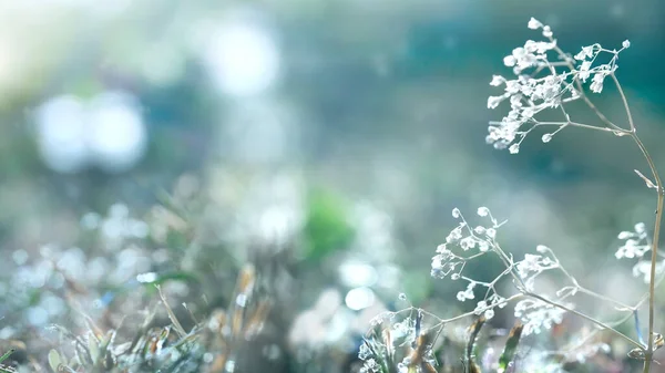 Blurred natural background. Delicate natural background in pastel colors with a soft accent. Blooming meadow grass, pastel colors, copy space.Delicate blue and white natural background