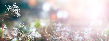 Bulanık doğal arka plan. Bulanık renkli çiçekler ve bulanık arkaplan. Parlak, hassas renkler, kopyalama alanı.