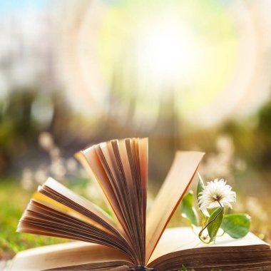Açılmış kitap. Açık bir kitapla doğal arka plan. Açık bir kitabın bulanık arkaplanı ve güneş ışığına karşı bir çayırda duran çiçek yer imi. Harfler için boş kopyalama alanı