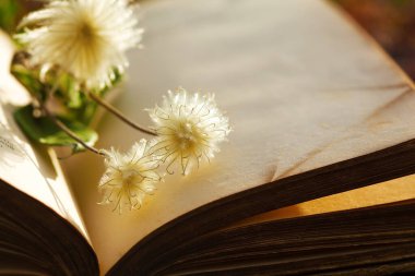 Kabarık çiçekli açık kitap. Yumuşak çiçekler pejmürde, eski, açık bir kitabın üzerinde yatıyor. Eski, soyut bir özgeçmiş. Boşluğu metin için kopyala. Sayfaları aç