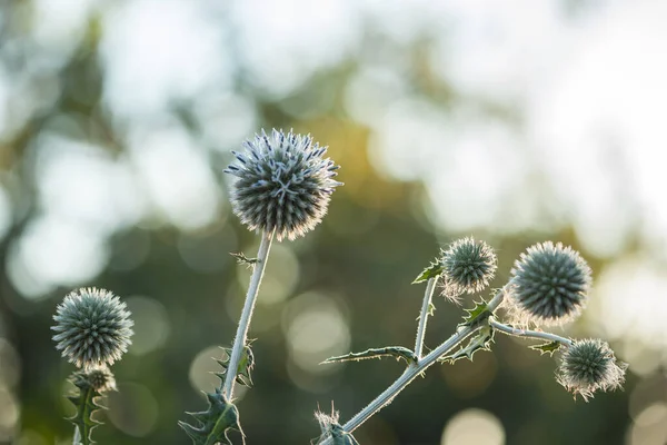 Echinops Spinosissimus Blooming 우크라이나 초원에 Natural Background Globe Thistle Head — 스톡 사진