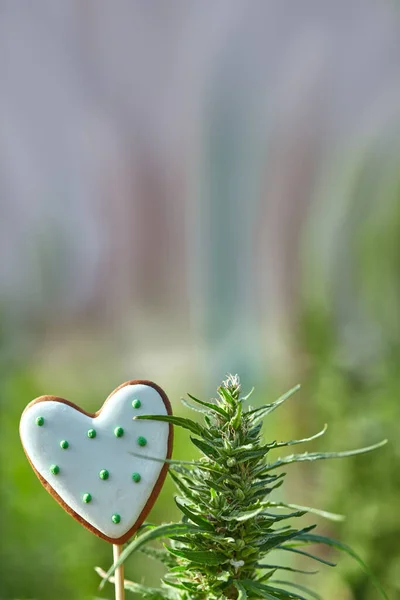 Hemp plant and heart shaped gingerbread. Hemp and sweet love. Marijuana or cannabis and heart for Valentine\'s Day.Happy 420 Day.