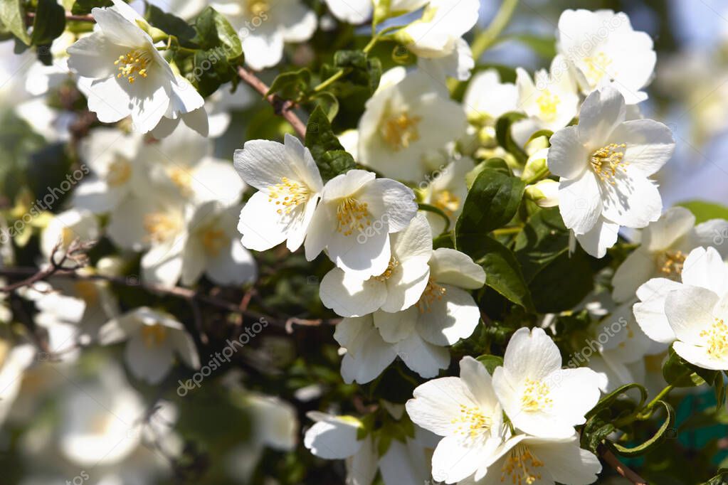 Floral background. Summer.Beautiful white flowers.Blossoming Chubushnik.Philadelphus.Summer lush flowers blossoming