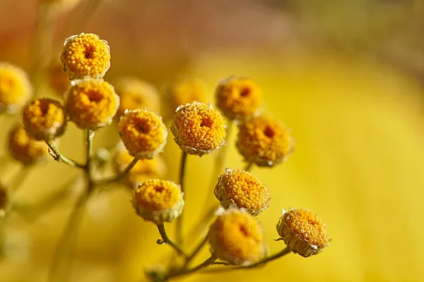 Fundo Floral Amarelo Desfocado Tanacetum Vulgare Fundo Floral Amarelo Amigos — Fotografia de Stock