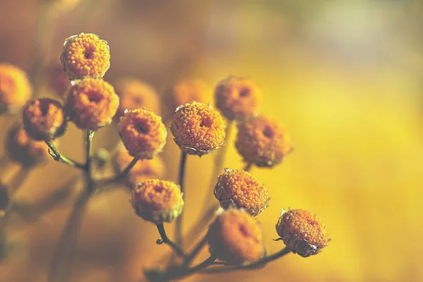 Suddig Vintage Blommig Bakgrund Tanacetum Vulgaregul Blommig Bakgrund Gula Knoppar — Stockfoto