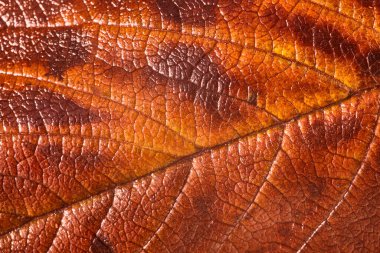 Soyut turuncu kahverengi arka plan. Sonbahar yapraklarının dokusu. Sonbahar arkaplanı. Renkli sonbahar izinlerini kapat. Mükemmel yaprak dokusu, kapat. Retro biçimi