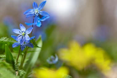 Bahar arka planı. Doğal bulanık bahar arka planı, seçici odaklanma. Mavi Scilla bifolisi.