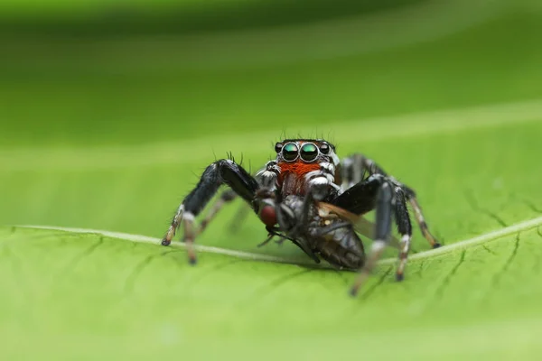 Salto de araña y presa en la hoja verde en la naturaleza — Foto de Stock