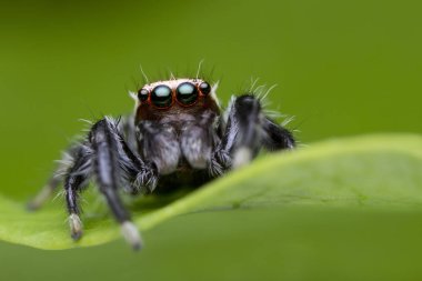 doğada yeşil yaprak üzerinde atlama örümcek