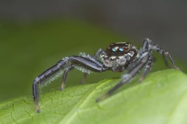doğada yeşil yaprak üzerinde atlama örümcek