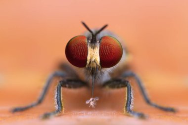 aşırı büyütülmüş ayrıntıları soyguncu sinek doğada sarı yaprak arka planda av yeme ön görünümü