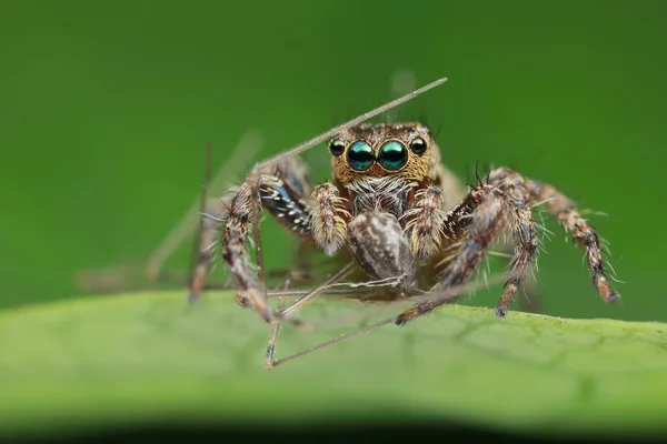 Springende spin en prooi op groen blad in de natuur — Stockfoto