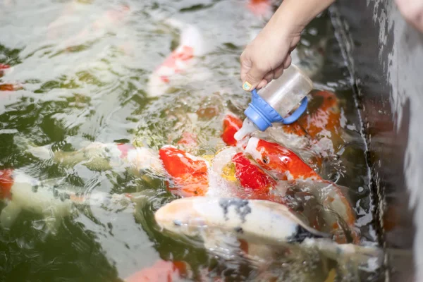 Woman hand feeding colorful carp fish — Stock Photo, Image