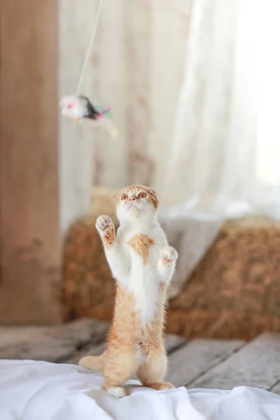 Cute cat playing toy on floor — Stock Photo, Image