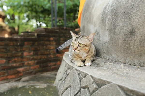 Grijze kat met gele ogen in de tempel — Stockfoto