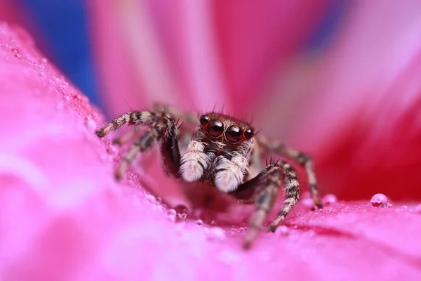 Ragno che salta e goccia d'acqua sul fiore rosa in natura — Foto Stock