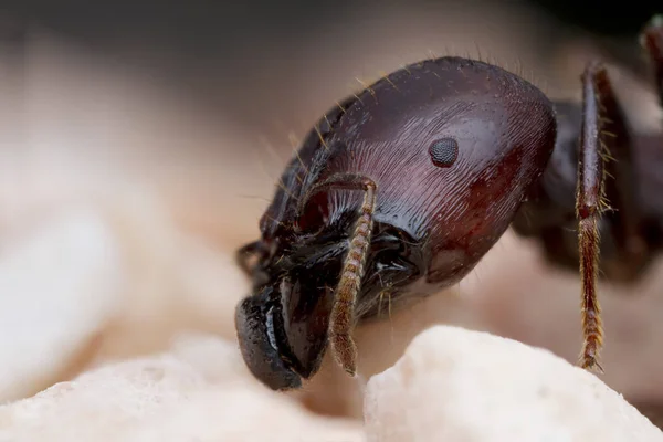 Ακραία μεγεθυμένο μυρμήγκι κεφαλή — Φωτογραφία Αρχείου