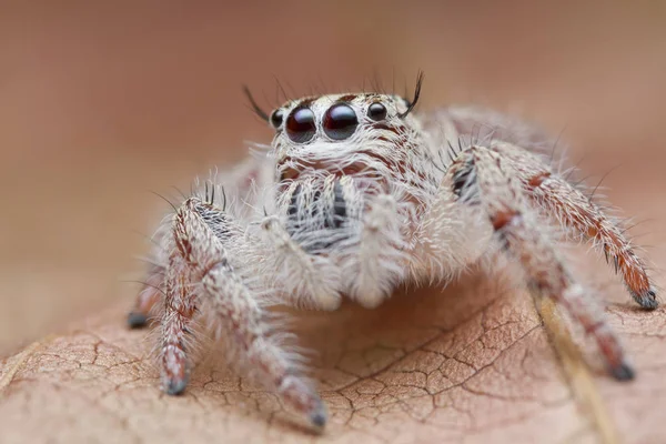 Spinne springt auf orangefarbenem Blatt — Stockfoto