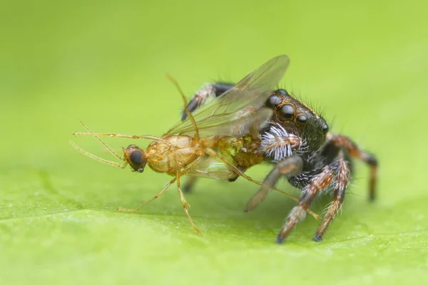 Niedliches Baby springende Spinne fressen Beute auf grünem Blatt Hintergrund in der Natur — Stockfoto