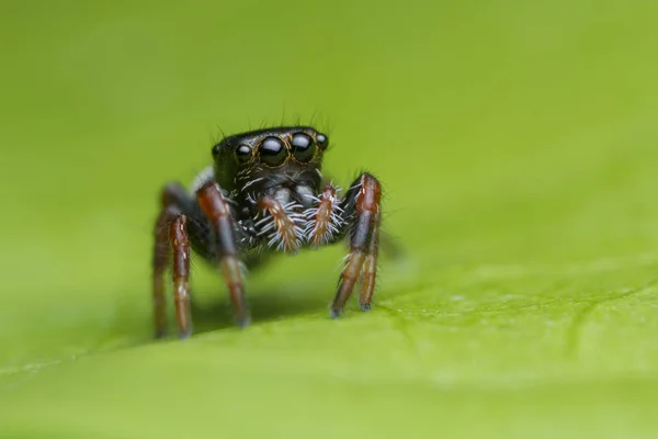 Прыжки паука на зеленом листе в природе — стоковое фото