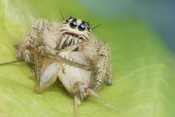 Прыжки паука и добычи на зеленый лист в природе — стоковое фото