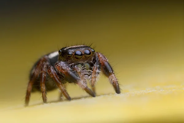 Прыгающий паук на жёлтом листе — стоковое фото