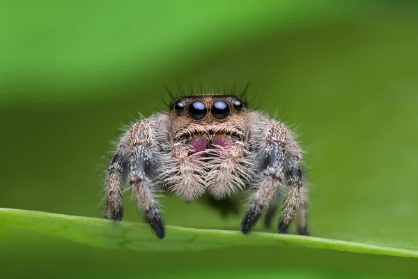 Salto de araña en la hoja verde en la naturaleza — Foto de Stock