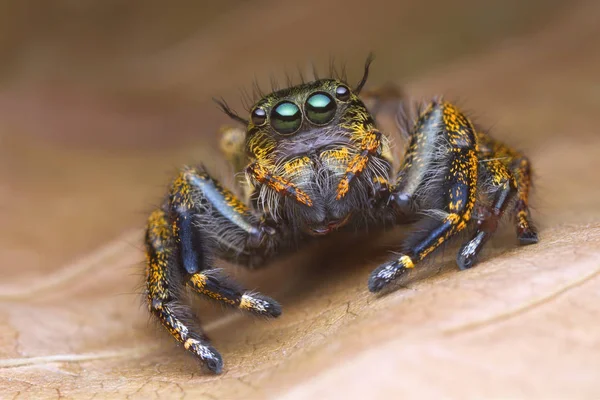 Retrato de vista frontal con detalles magnificados extremos de araña saltadora colorida con fondo de hoja marrón — Foto de Stock