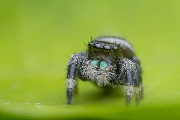 Salto de araña en la hoja verde en la naturaleza — Foto de Stock