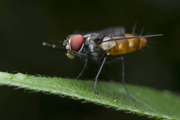 Fliegen auf grünem Blatt — Stockfoto